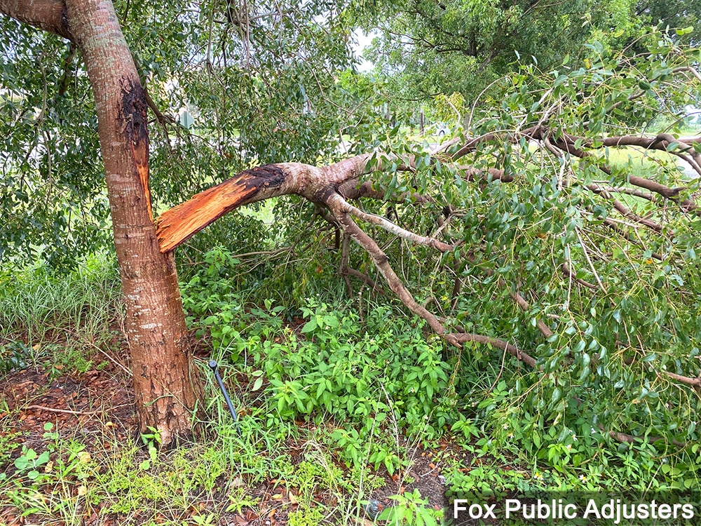 Boynton Beach storm tree damage 