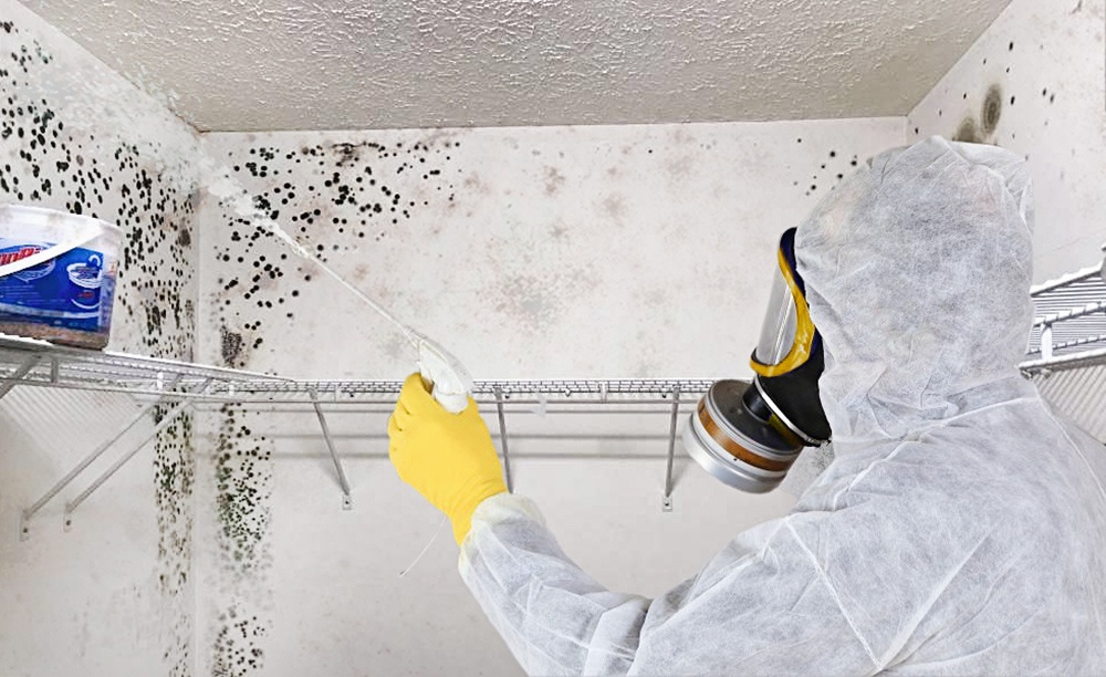 Mold removal in South Florida