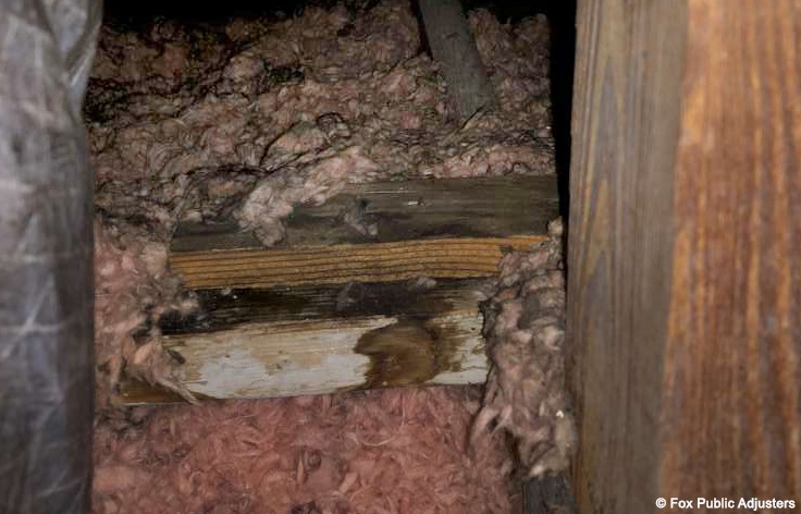 Mold in a Fort Lauderdale Home's attic